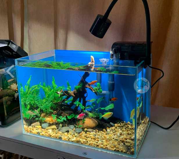 Sỏi Vàng_ Trải Nền Hồ Thủy Sinh, Hồ Cá Cảnh Mini Để Bàn, Rải Mặt Chậu Sen Đá, Tiểu Cảnh Terrarium