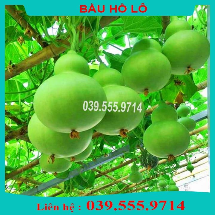 Combo 4 Loại Hạt Giống Bầu Bí - GIỐNG CỰC CHUẨN