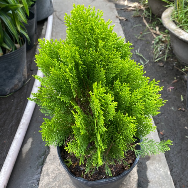 Cây Trắc Bách Diệp , Cao 20-30cm - Cây Phong Thủy
