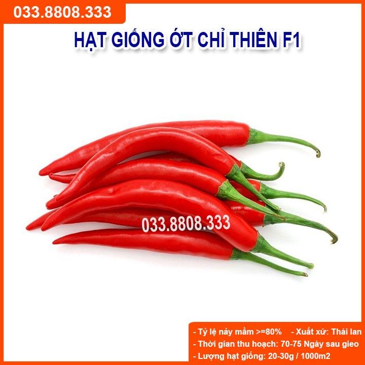 HẠT GIỐNG ỚT CHỈ THIÊN F1 RẤT CAY SIÊU QUẢ 5GRAM