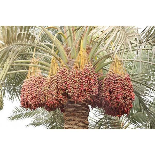 CÂY GIỐNG CHÀ LÀ TRUNG ĐÔNG - GIỐNG CÂY NHẬP KHẨU - HÀNG CHUẨN