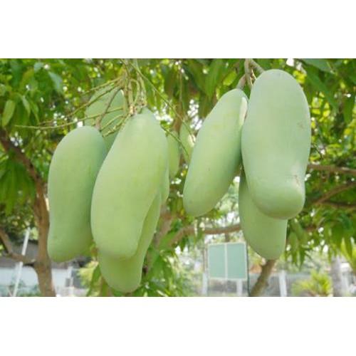 COMBO 2 cây giống XOÀI ĐÀI LOAN - Giống chuẩn F1 - Siêu sai quả ngon, ngọt