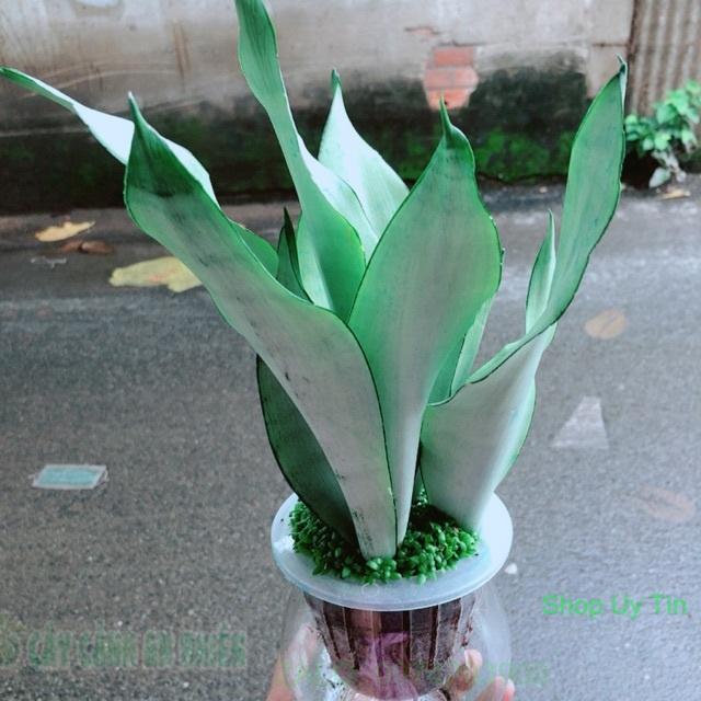 Chậu Lưỡi Hổ Bạc Thuỷ Sinh