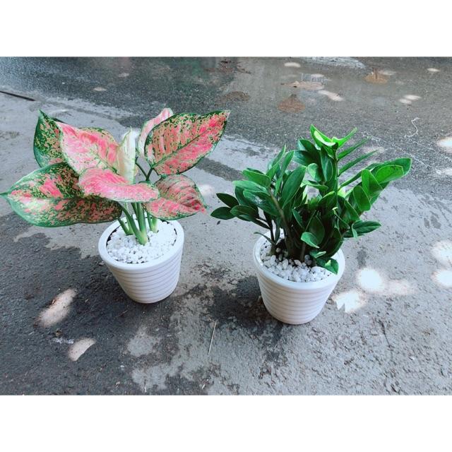 Combo 2 Chậu Cây Vạn Lộc& Kim Tiền