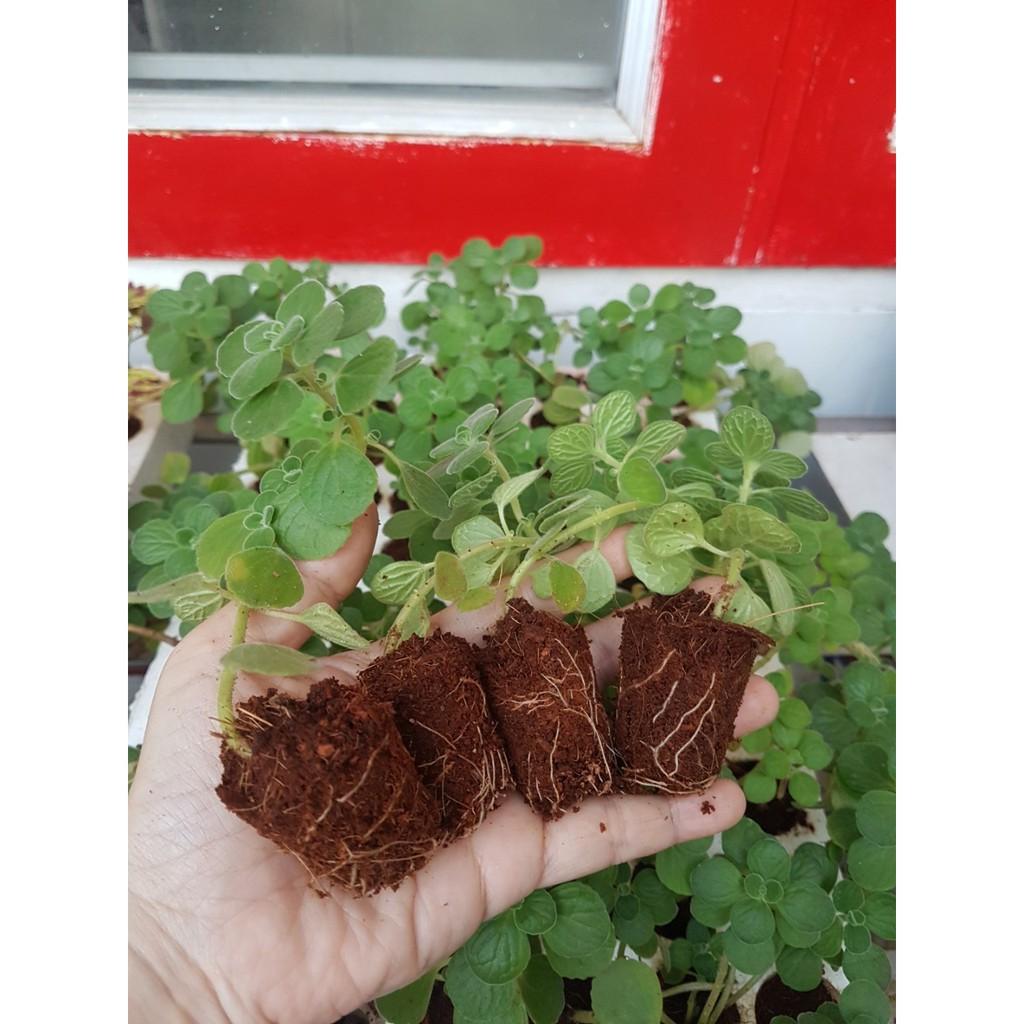 Viên nén xơ dừa, đất nén xơ dừa nén 450Gr dùng trồng rau, trộn giá thể trồng cây - Shop Phân Bón và Hạt Giống