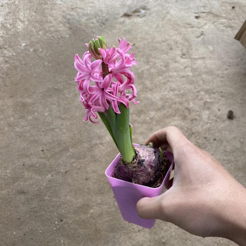 Củ hoa tiên ông đã lên mầm cao 10-15cm đang ra hoa thích hợp trang trí bàn làm việc , văn phòng