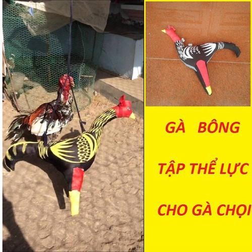 Gà vải tập lực Gà vải luyện tập cho gà chọi, gà đá tập luyện, gà chọi vải màu ngẫu nhiên