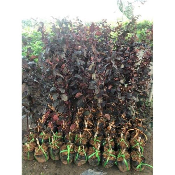 Cây mận đỏ Úc giòn ngon ngọt