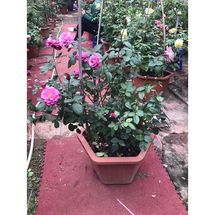 Hoa hồng ngoại Muriel Robin Rose Tím cực đẹp