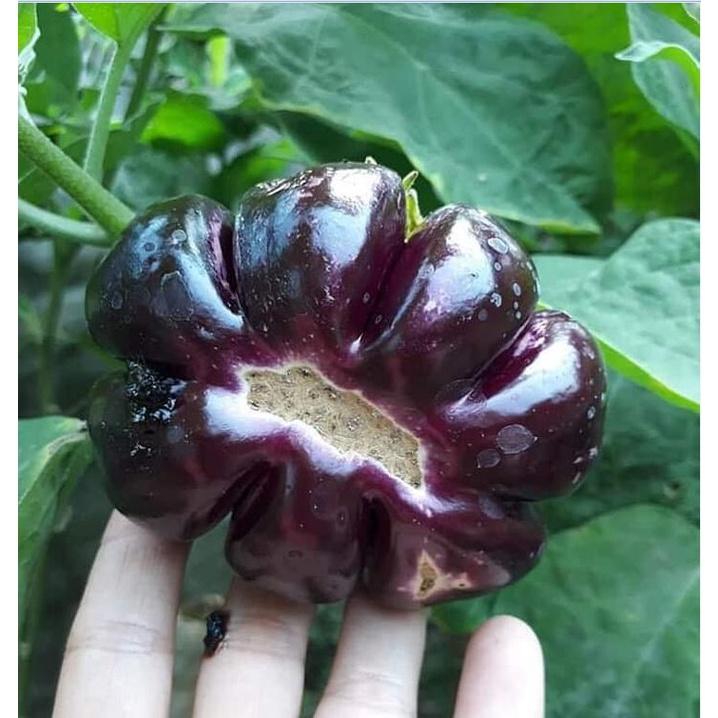 Hạt giống Cà Tím Khía F1 Thái Lan - 1 gói 0.3gr/gói