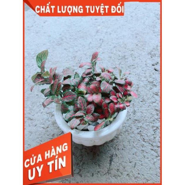 Chậu Cẩm Nhung Đỏ