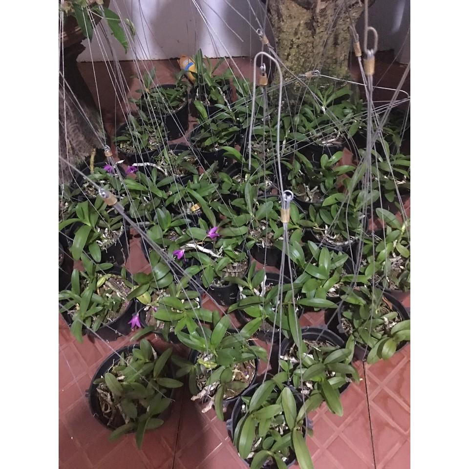 Sản Phẩm Hoa lan trầm tím điện biên