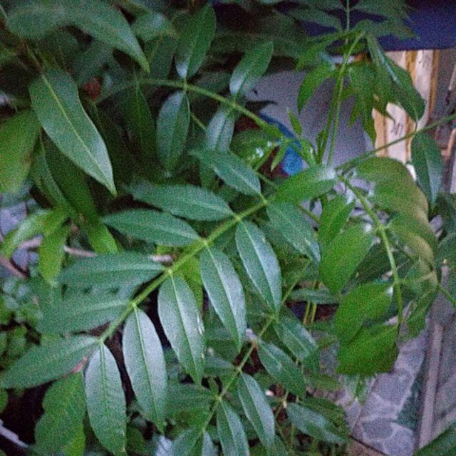 Cây cóc thái mới về đang bông.