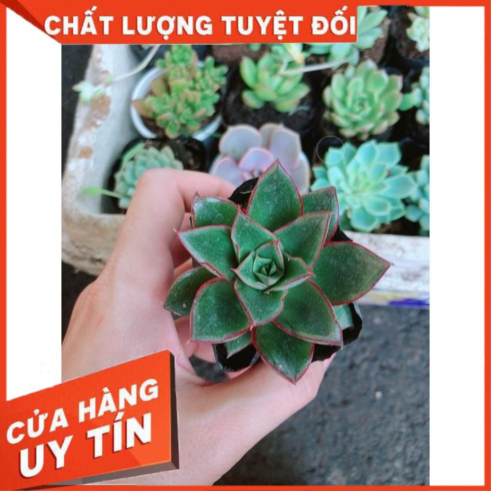 Combo 10 cây sen đá Nhiều Người Mua