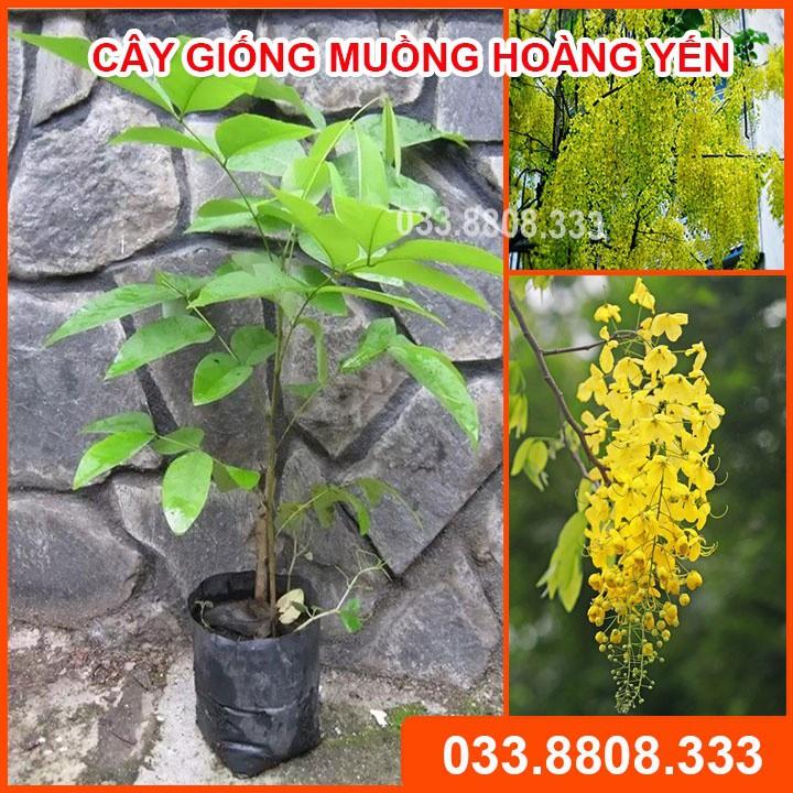 Combo 5 Cây Giống Muồng Hoàng Yến ( Cây Osaca ) - Cây hoa vàng đẹp rực rỡ