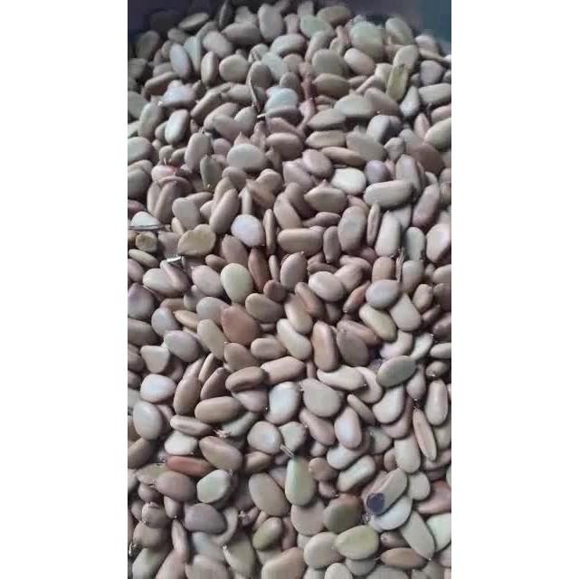 700gram hạt keo gai giống