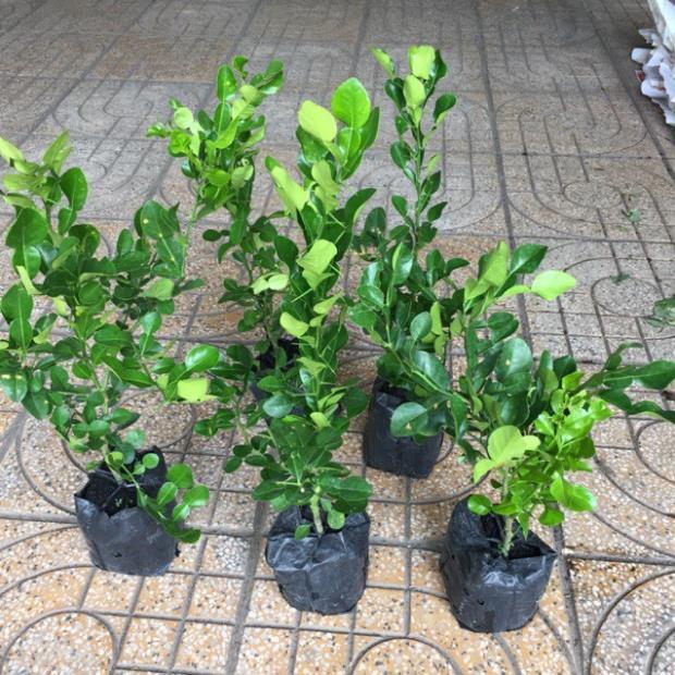 Cây CHANH NGÓN TAY THÁI LAN - cây to khỏe bầu lớn, năng suất cao, siêu sai quả