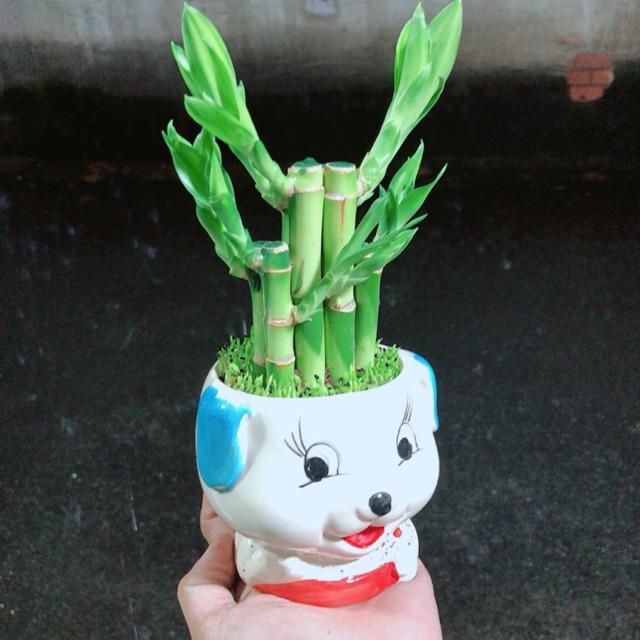 Chậu Trúc Phát Tài