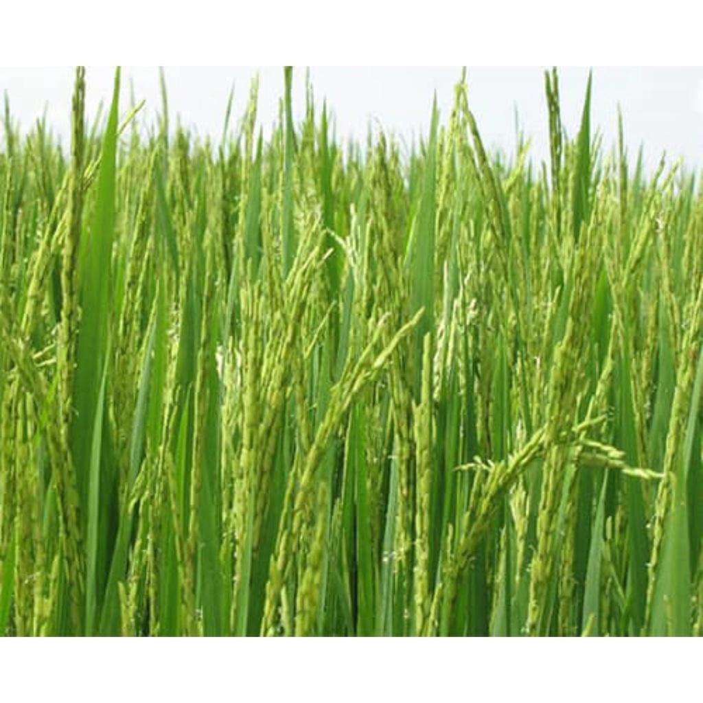 Phân bón Kali-bo-micro dùng cho lúa, giúp cây siêu vào đòng, trỗ thoát, cứng cây, chống lem lép hạt.