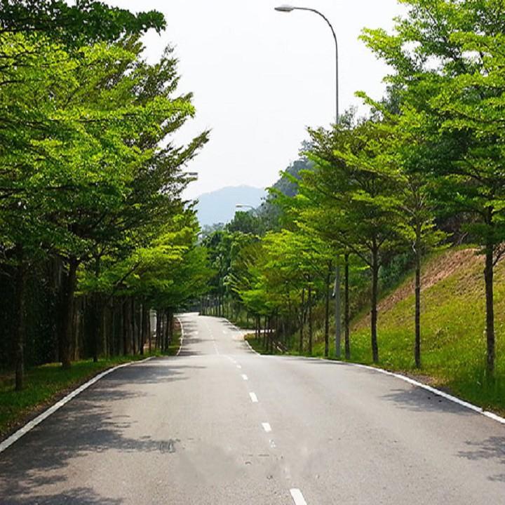 Cây Bàng Đài Loan giống