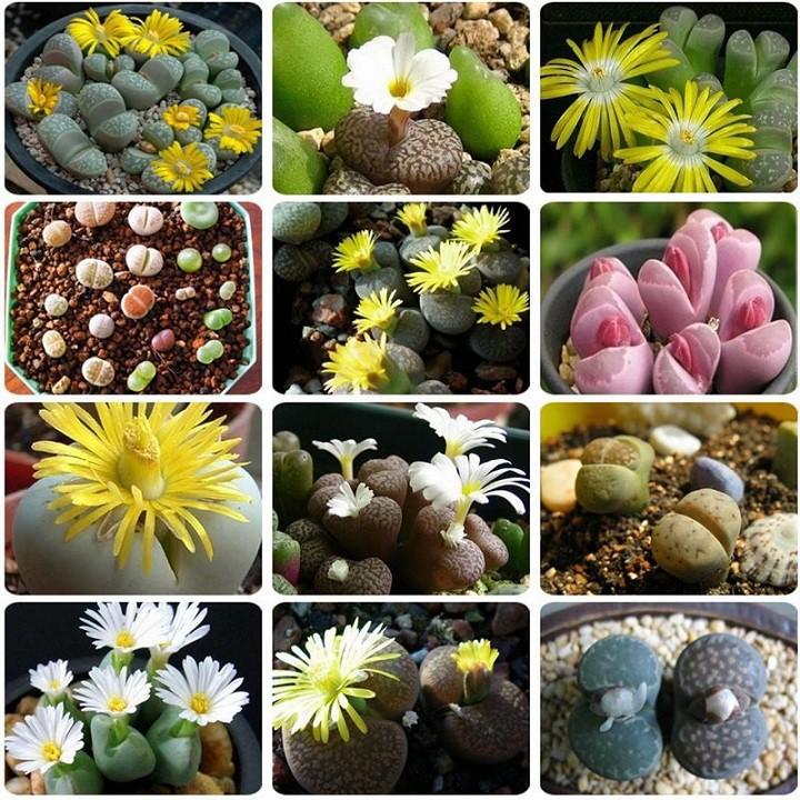 Hạt giống hoa đá sống thạch lan nhiều màu10 hạt - tặng 3 viên nén xơ dừa ươm hạt