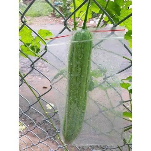 Hạt giống khổ qua khổng lồ Thái Lan - gói 5 hạt