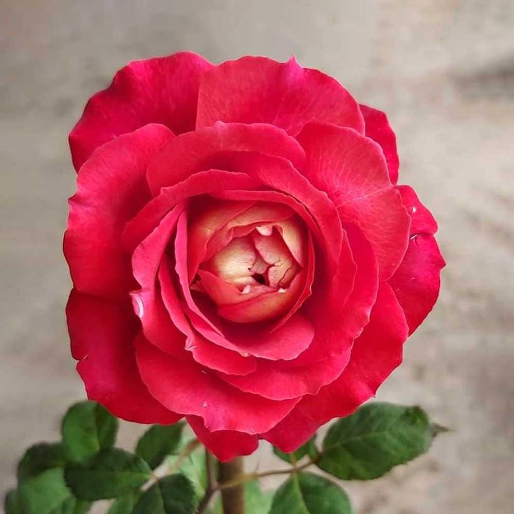 Hoa hồng ngoại Rubi Kim Cương Rose cực Hot