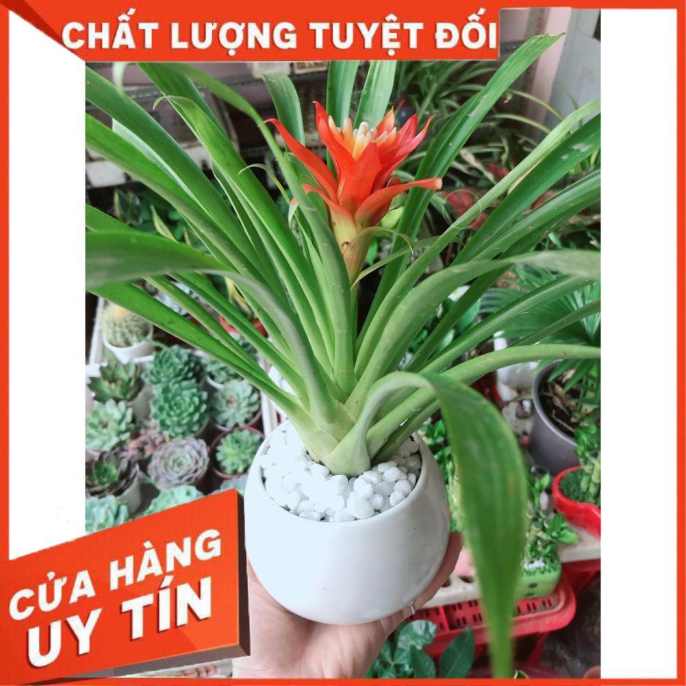 Chậu cây phong lộc hoa
