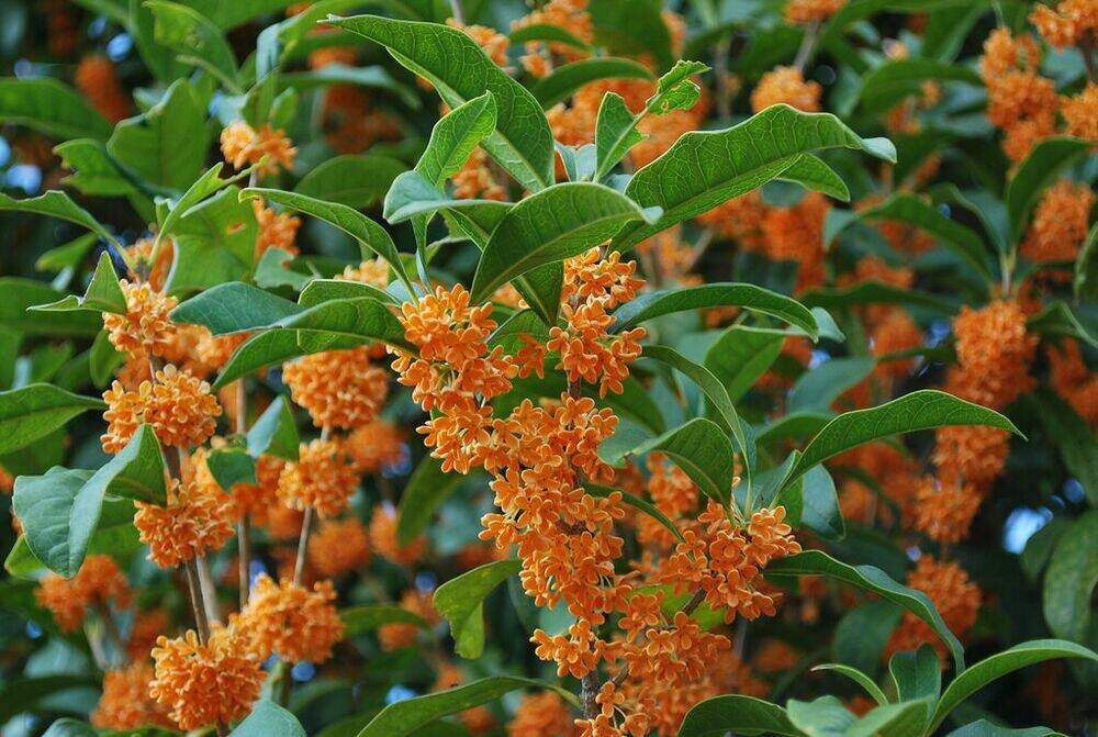 okamoto aya chapter 1 9