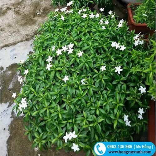 CÂY LỚN MAI VẠN PHÚC SIÊU ĐẸP SIÊU RẺ