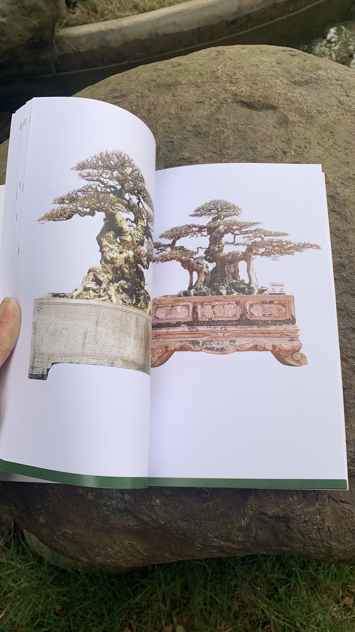LÀM CHỦ TƯ DUY ĐỊNH HÌNH TÁC PHẨM BONSAI ( Nghệ nhân Nam Lê)