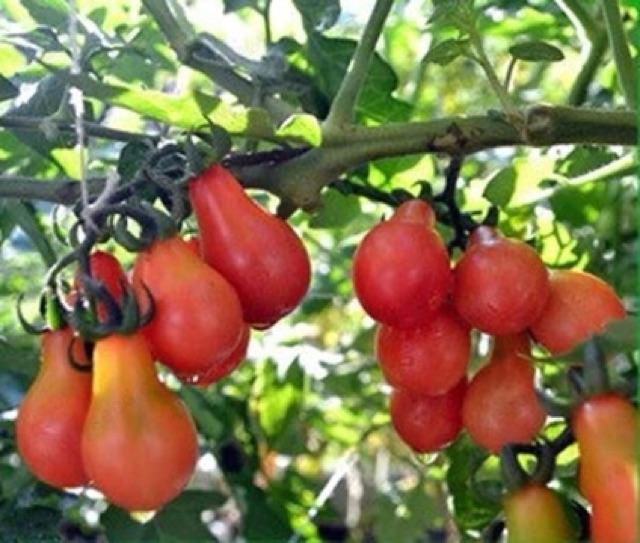 Hạt giống cà trái lê đỏ