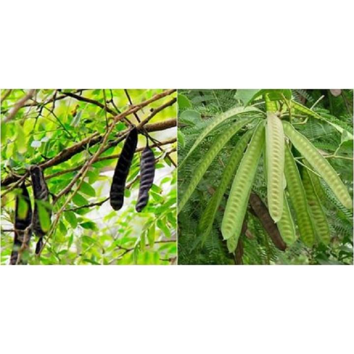 Cây giống cây bồ kết