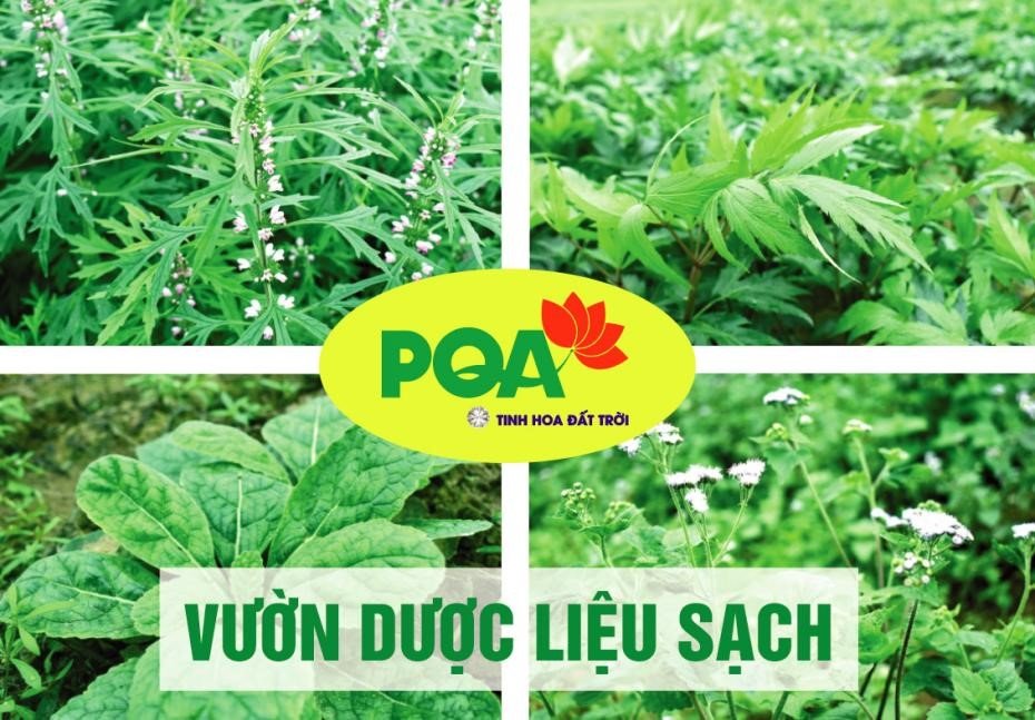 Hoàng Ngân Kiều PQA Giúp Thanh Nhiệt Giải Độc Dùng Cho Người Bị Huyết Nhiệt, Mụn Trứng Cá, Mụn Nhọt Hộp 12 Gói