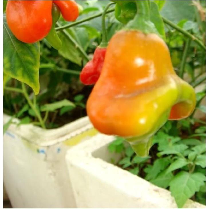 Hạt Giống Ớt Chuông Gió F1 Ncsemena,ớt hoa hồng-gói 20 hạt/tặng kèm gói phân bón lót