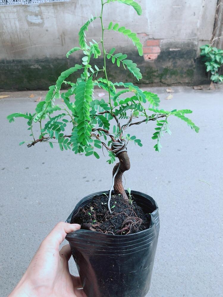 Cây Me Bonsai