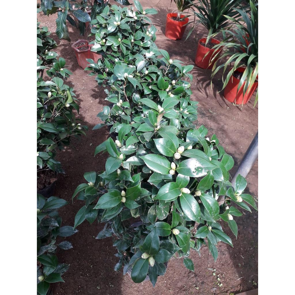 CÂY GIỐNG HỒNG TRÀ.