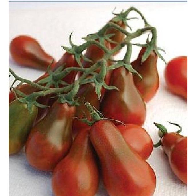 Hạt giống cà chua quả lê đỏ dể trồng f1- Gói 20 hạt-tặng kèm gói phân bón lót