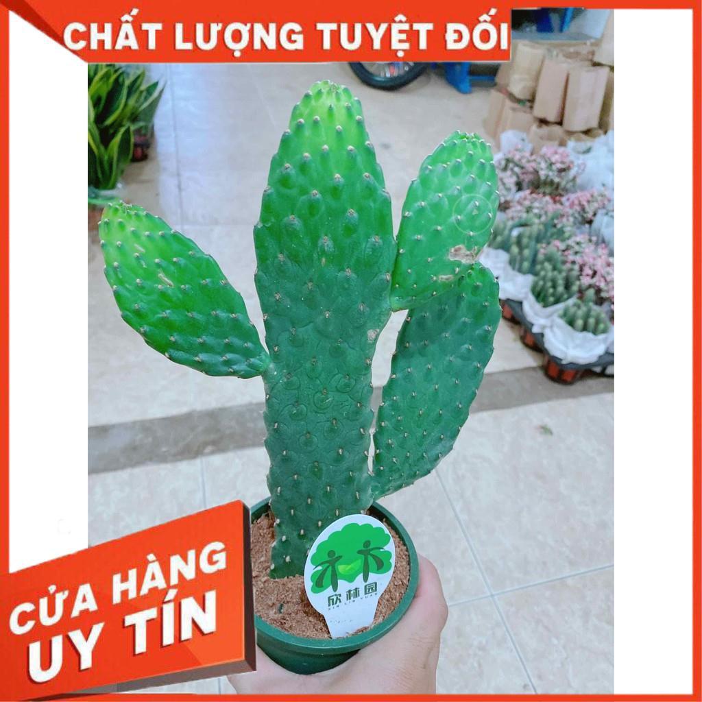 Xương rồng Nhiều Người Mua