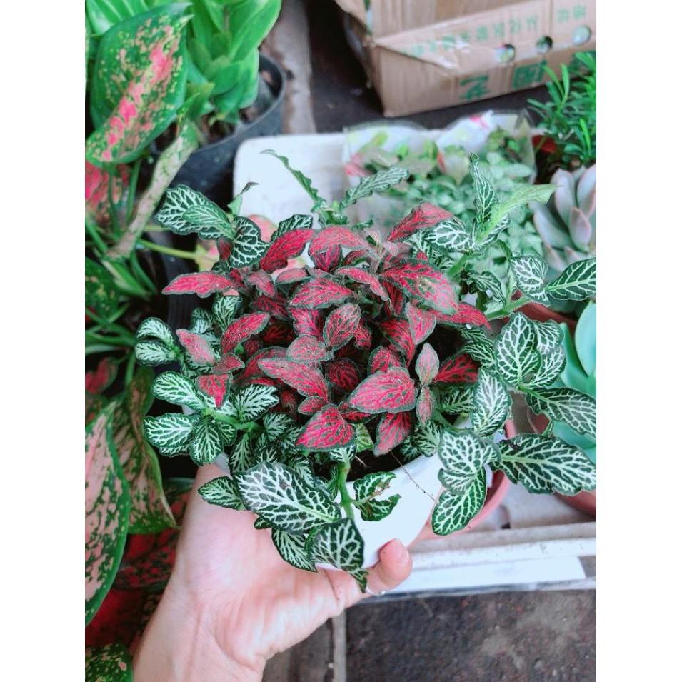Combo hai chậu cây cẩm nhung xanh+đỏ Bán Chạy