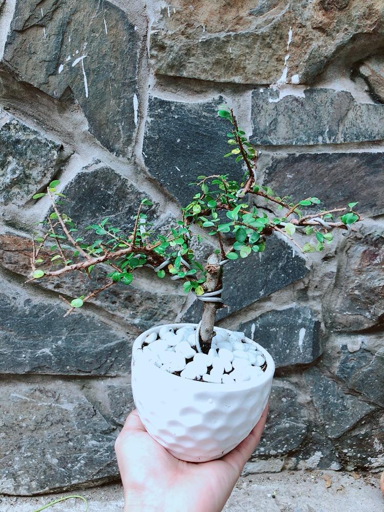 Chậu Cây Linh Sam Núi