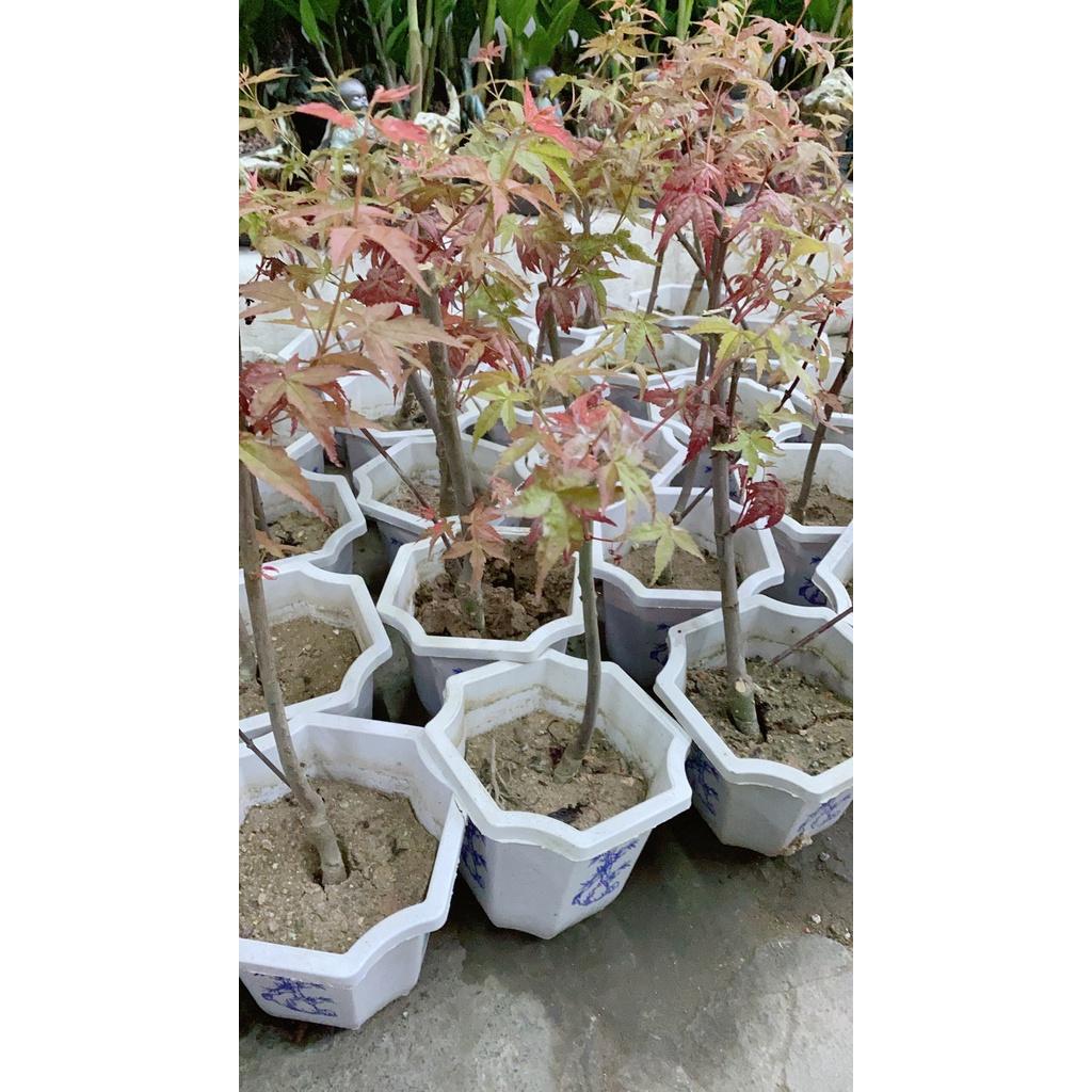 Cây Phong Lá Đỏ