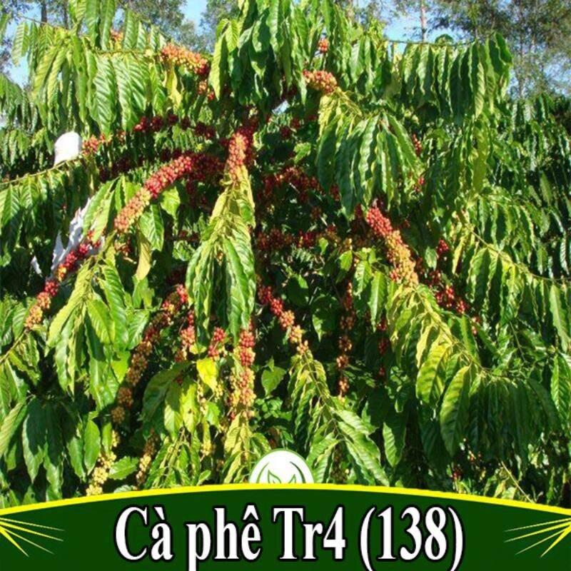 CÂY GIỐNG CÀ PHÊ TR4 SIÊU TRÁI