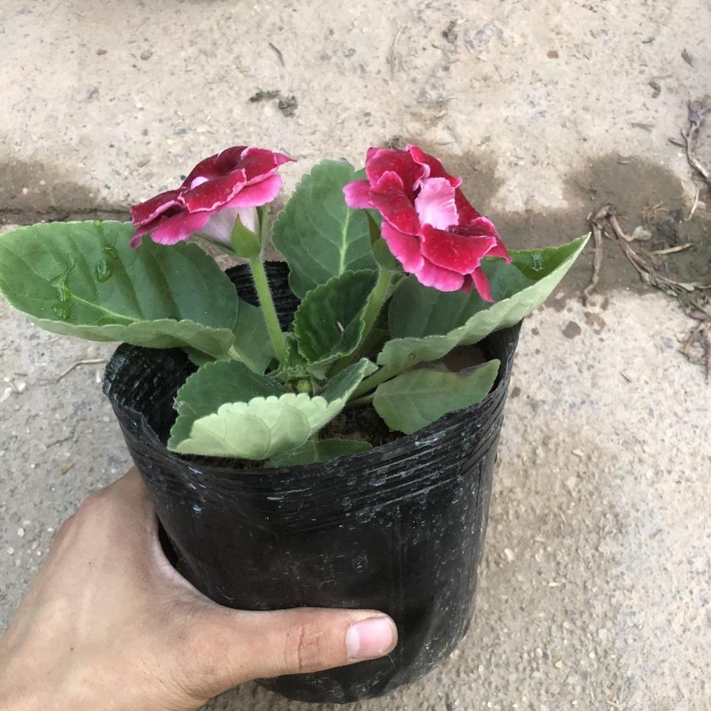 Cây hoa chuông tình yêu , Cao 15cm hoa nở bắt mắt màu sắc rực rỡ sức sống khỏe mang nhiều ý nghĩa