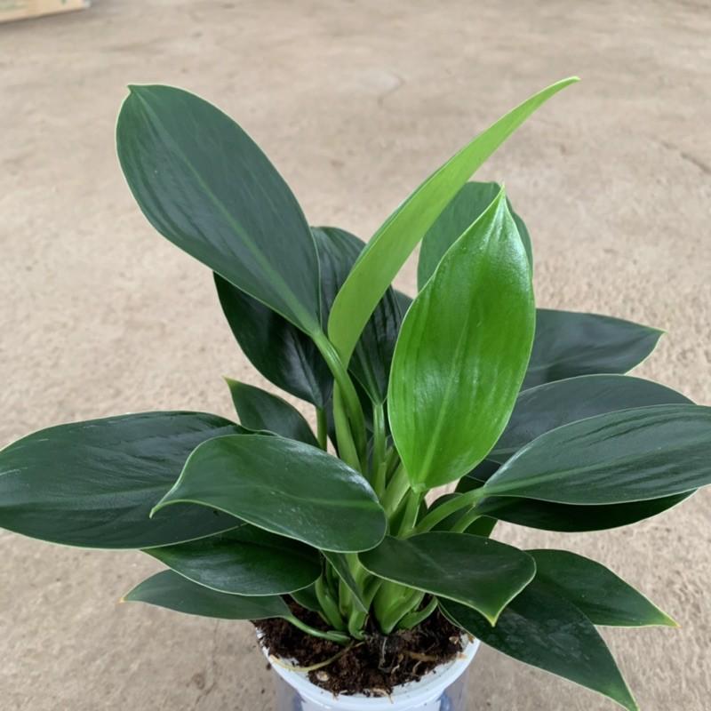 Cây trầu bà đế vương thuỷ sinh cao 20cm, thân nhánh xanh tươi quanh năm, cây cảnh phong thuỷ để bàn, trồng văn phòng