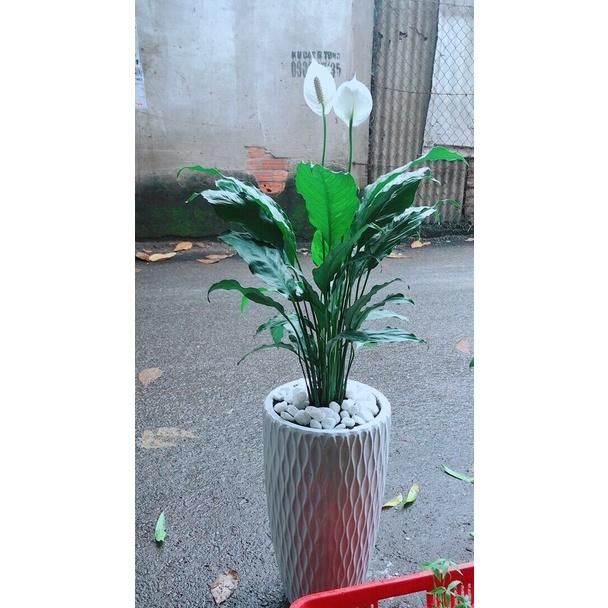 Chậu Cây Lan Ý Lớn