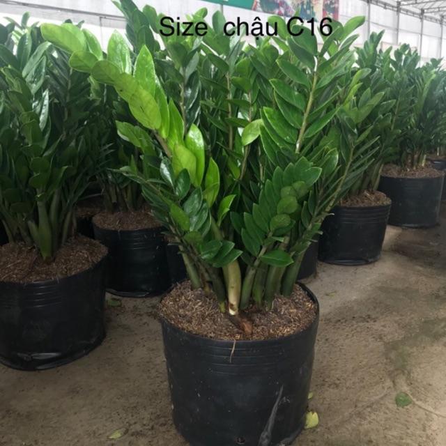 Cây KIM TIỀN, cây phong thủy mang lại tiền tài cho gia chủ