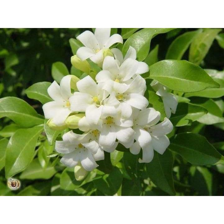 Cây hoa nguyệt quế đang nụ