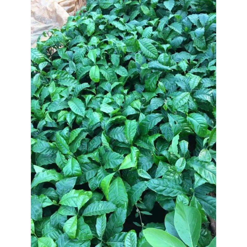 Cây cà phê giống robusta ghép siêu trái