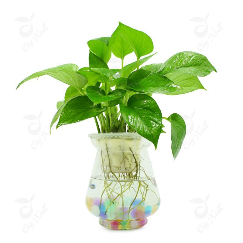 CHẬU CÂY TRẦU BÀ LÁ XANH, CÂY PHONG THỦY MANG TÀI LỘC CHO GIA CHỦ